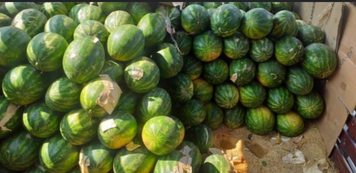 Sandia gruesa