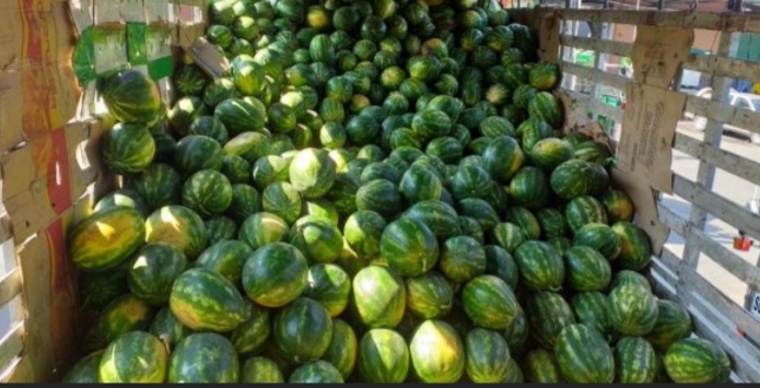 Sandia delgada