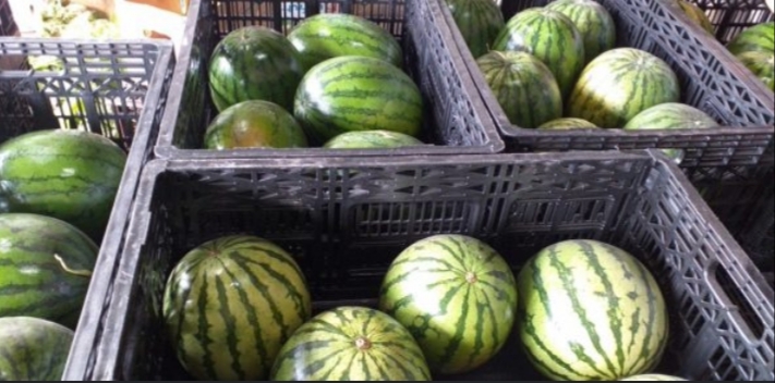 Sandia baby