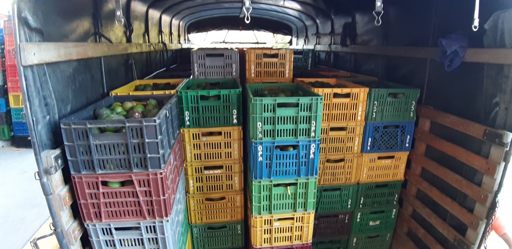 Aguacate hass tipo exportación