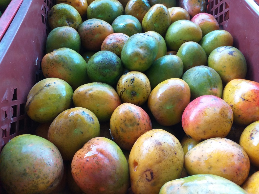 Mango criollo