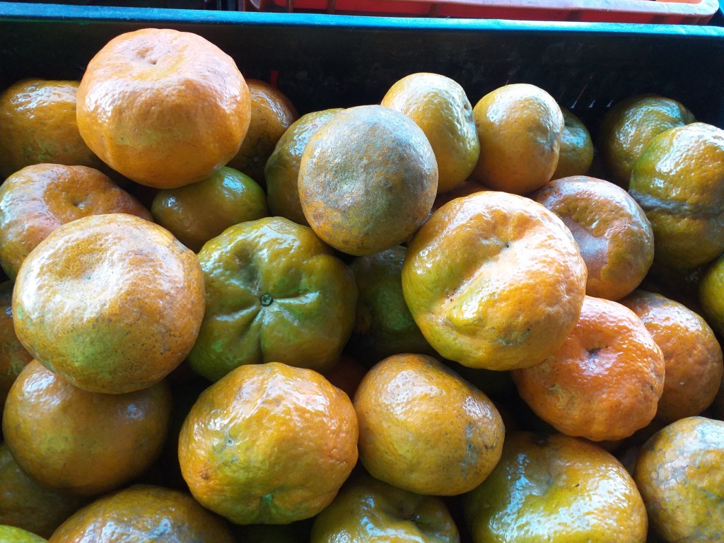 Mandarina Reina