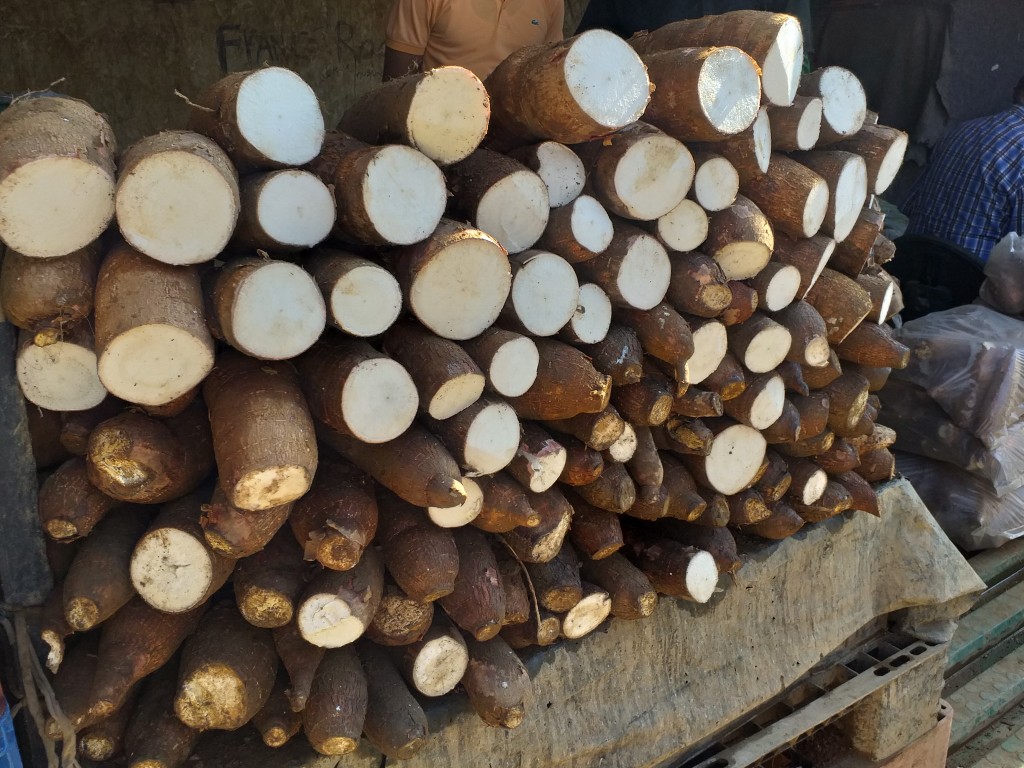 Yuca ref copi blanca