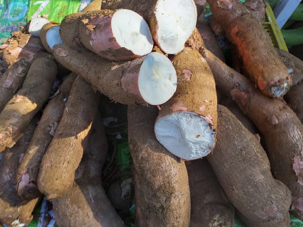 Yuca