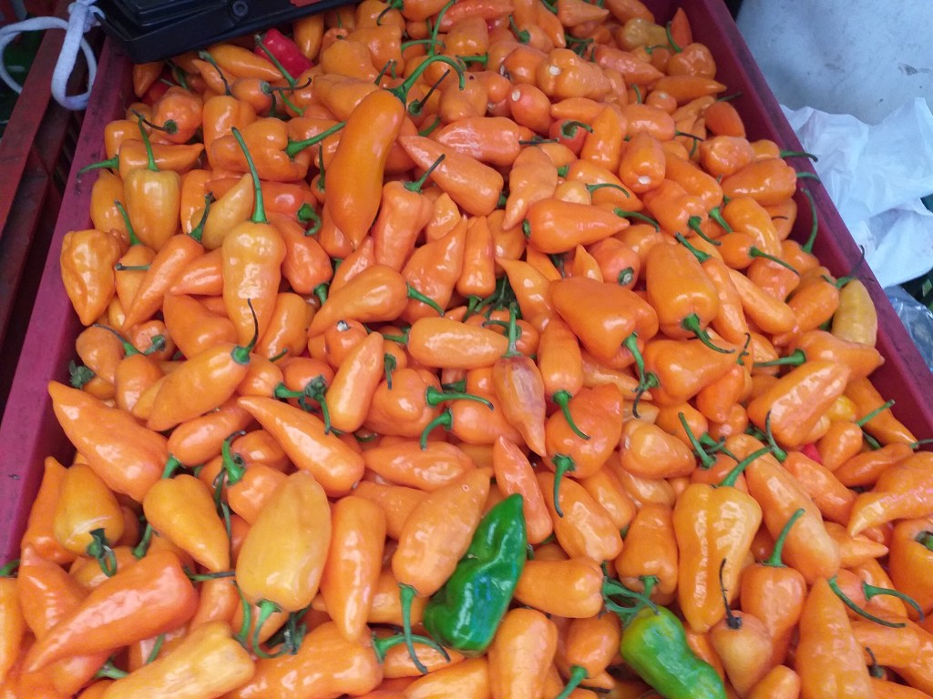 Aji habanero naranjado