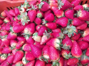 Fresa extra
