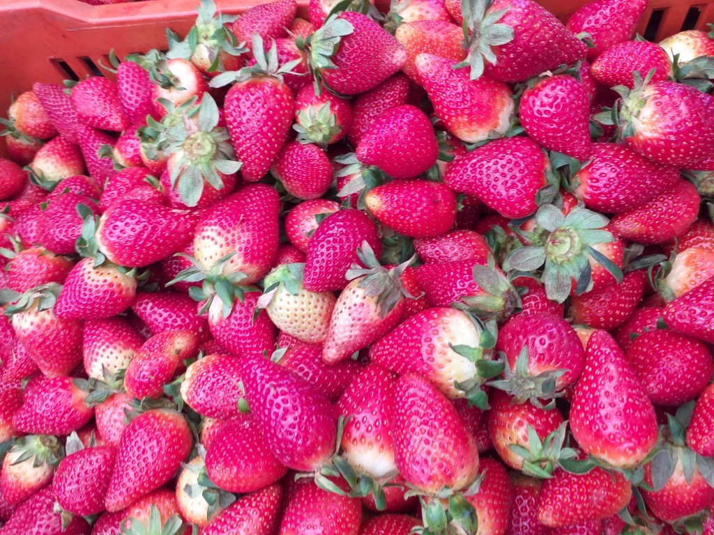 Fresa extra