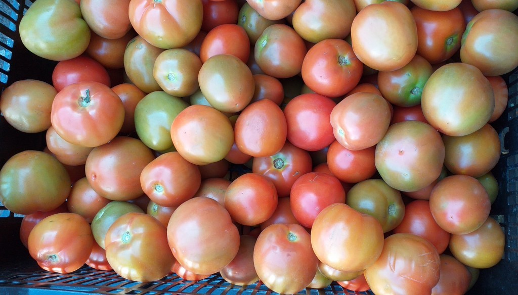 Tomate Chonto Extra (4und X Lb aprox)