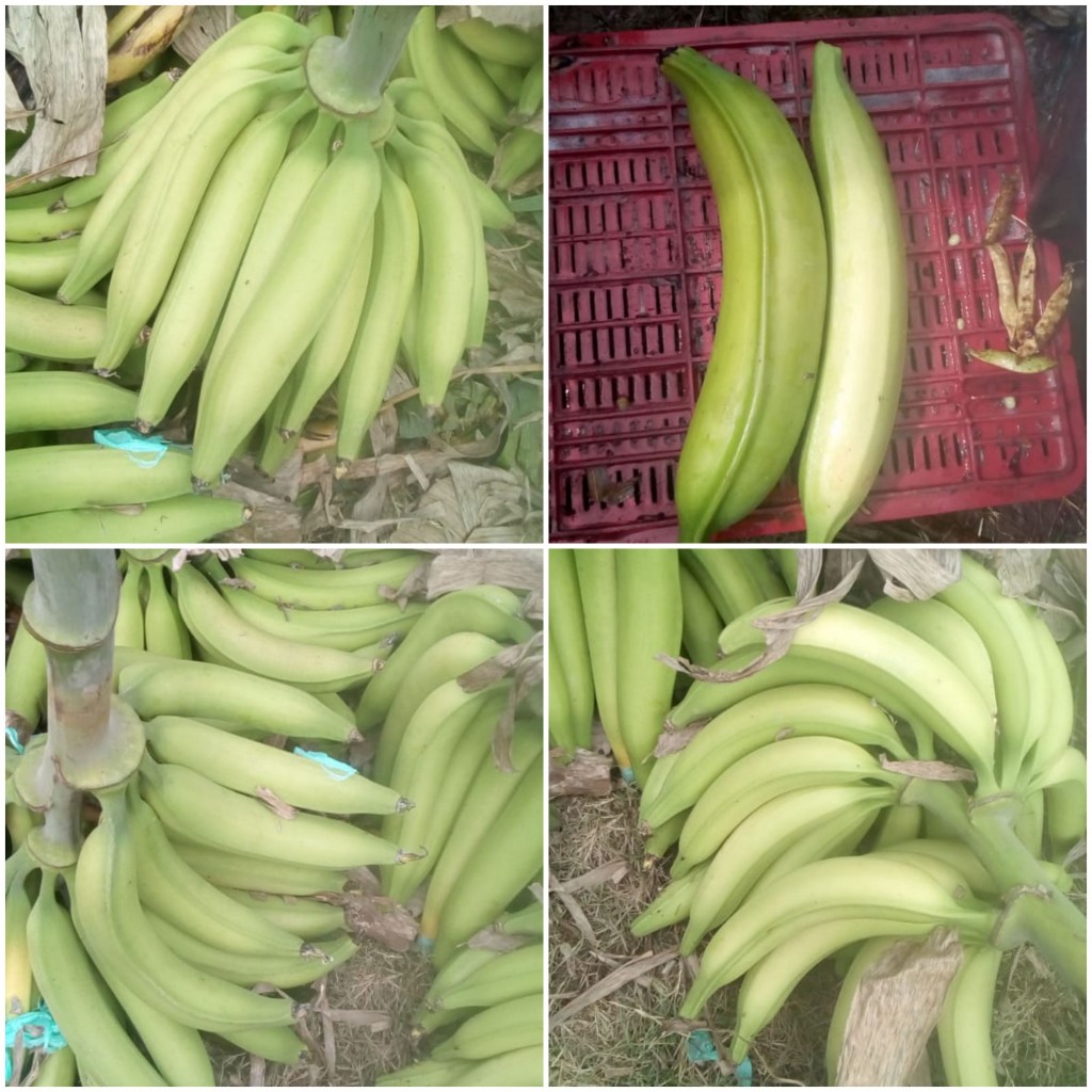 Platano harton 1ra