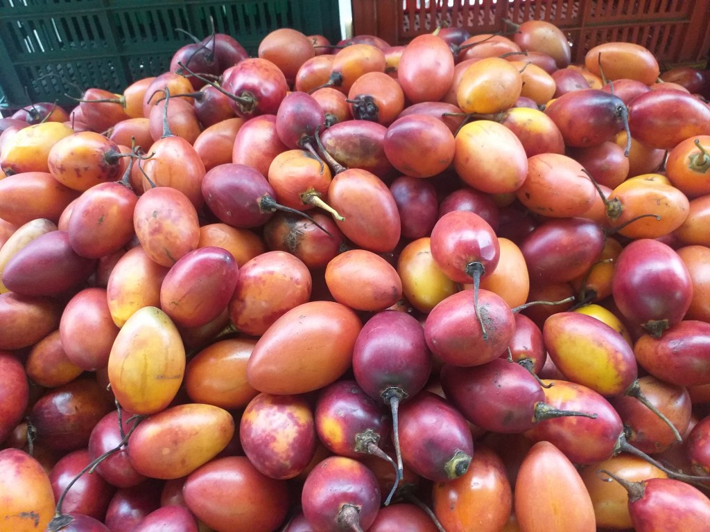 Tomate Arbol combate