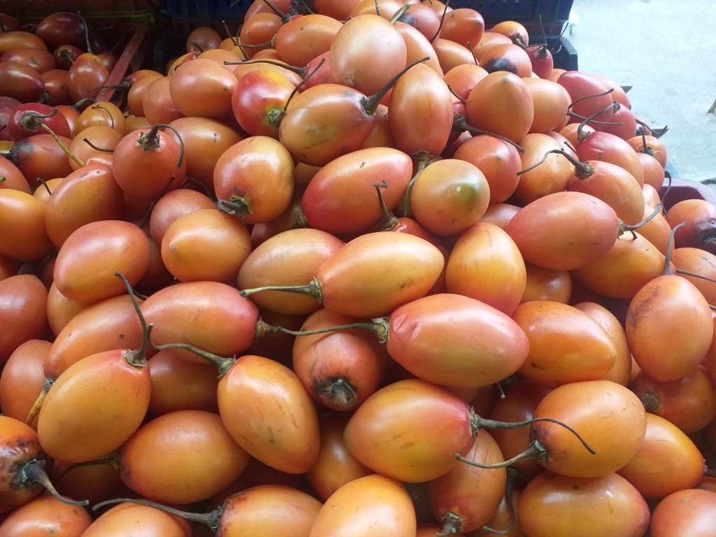 Tomate arbol criollo
