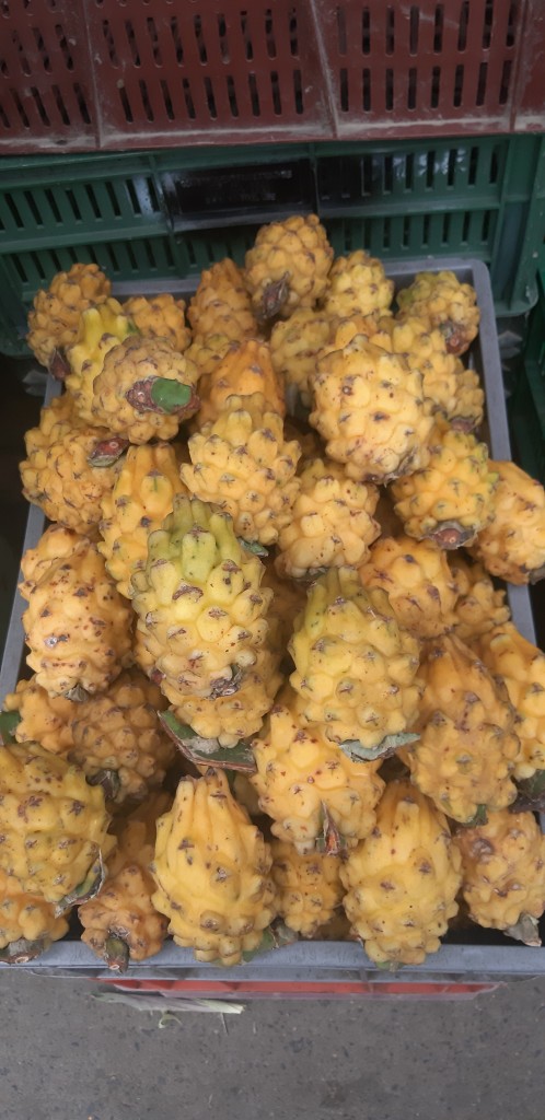 Pitahaya 1ra