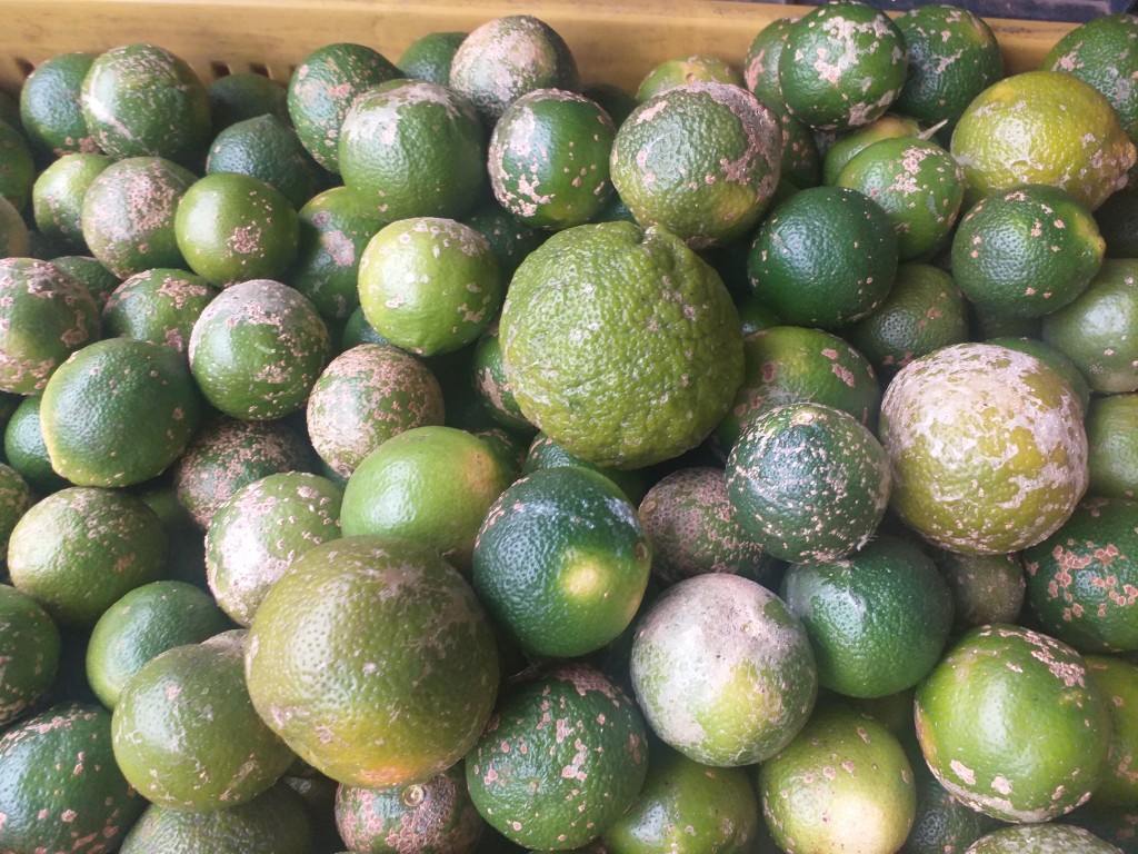 Limon mandarino