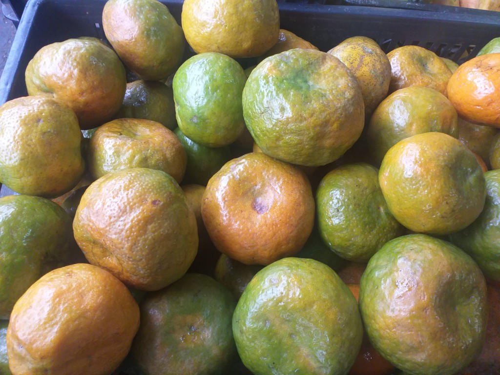 Mandarina reina