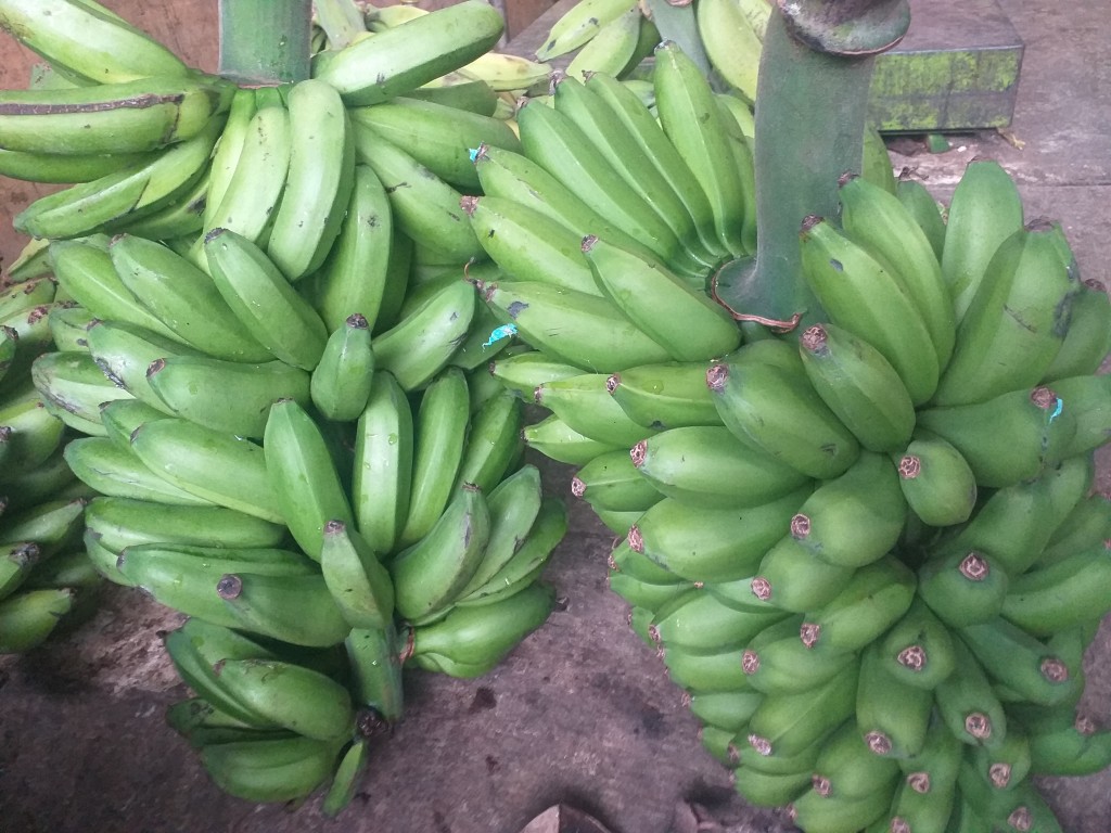 Platano guineo