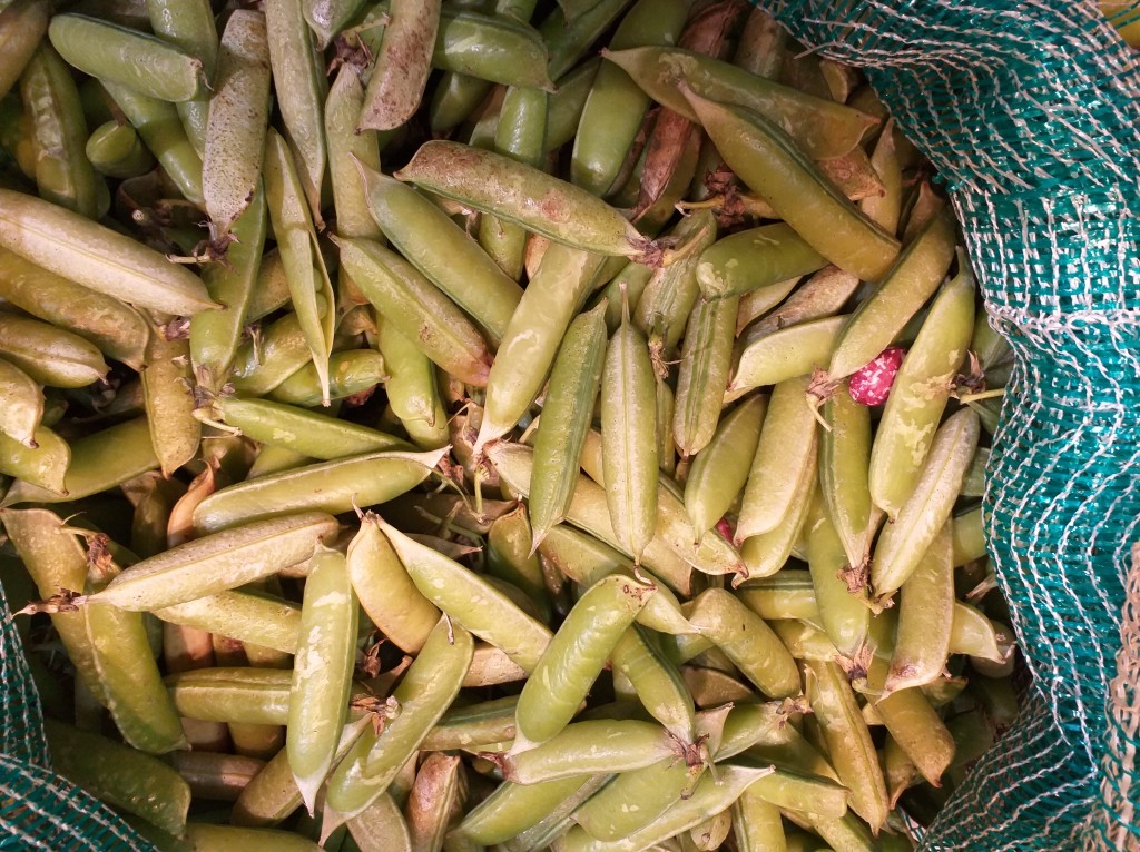 Arveja en Vaina