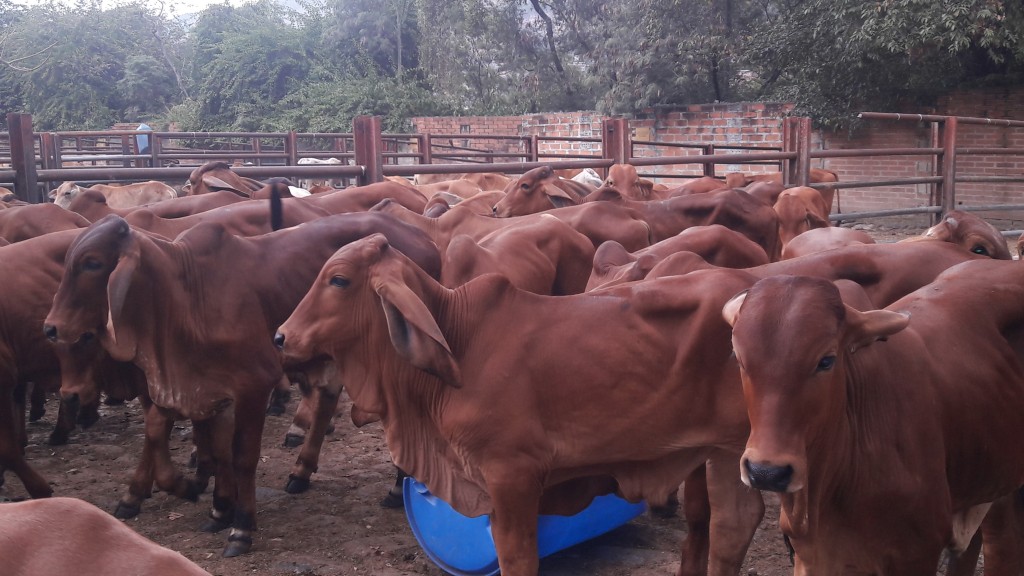 Terneros brahman rojo 190kg aprox