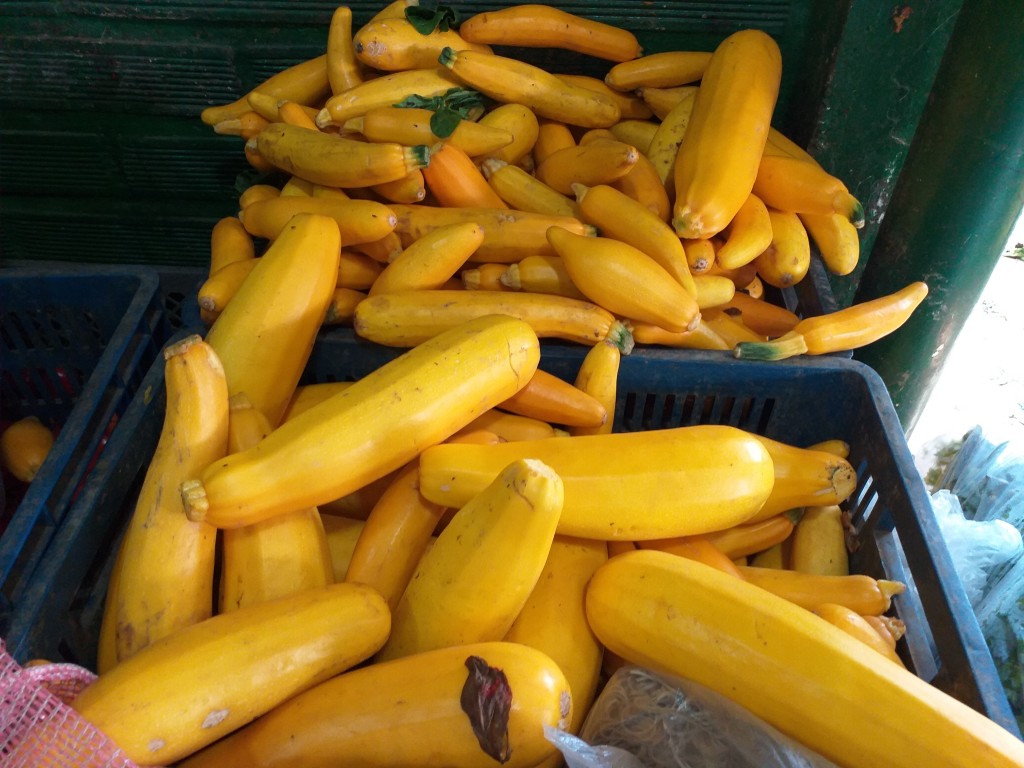 Calabacin Amarillo