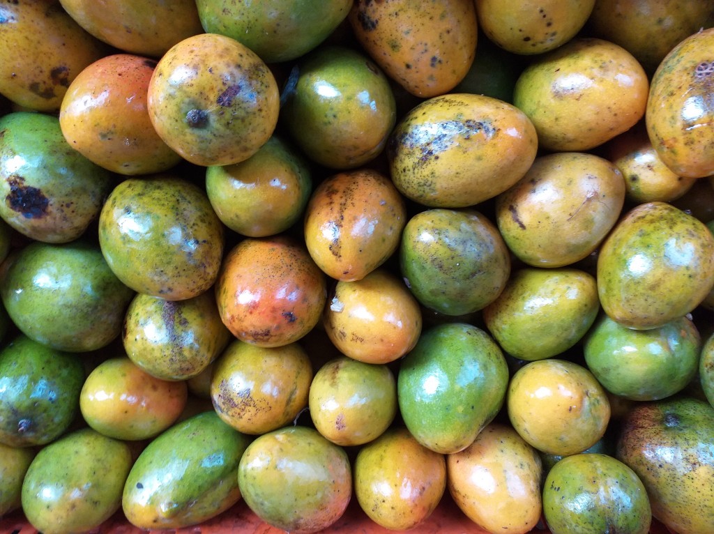 Mango criollo