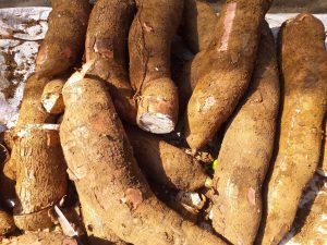 Yuca mona