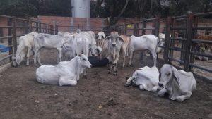 Terneros Brahman Blanco