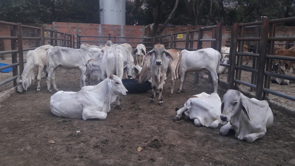 Terneros Brahman Blanco