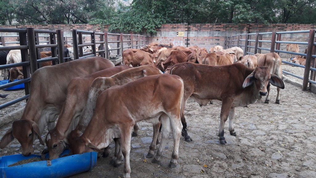 Terneros Brahman Rojo