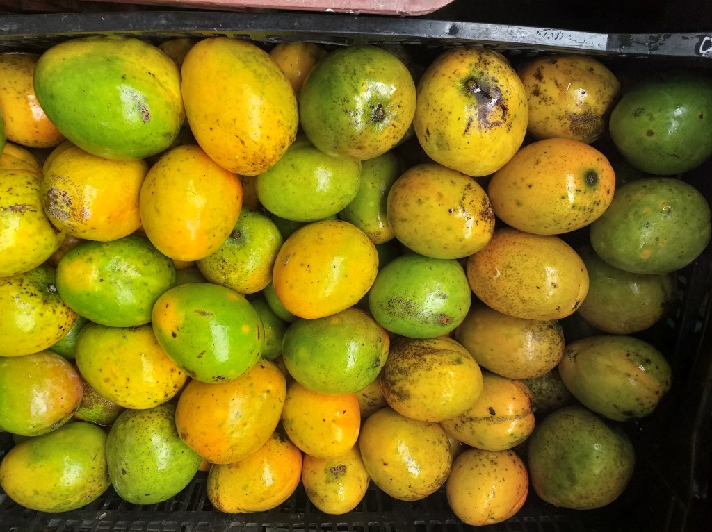 Mango criollo