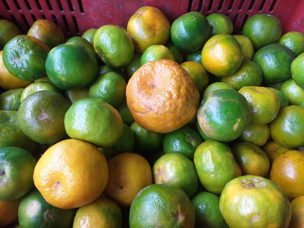 Mandarina oneca