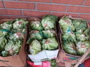 Lechuga
