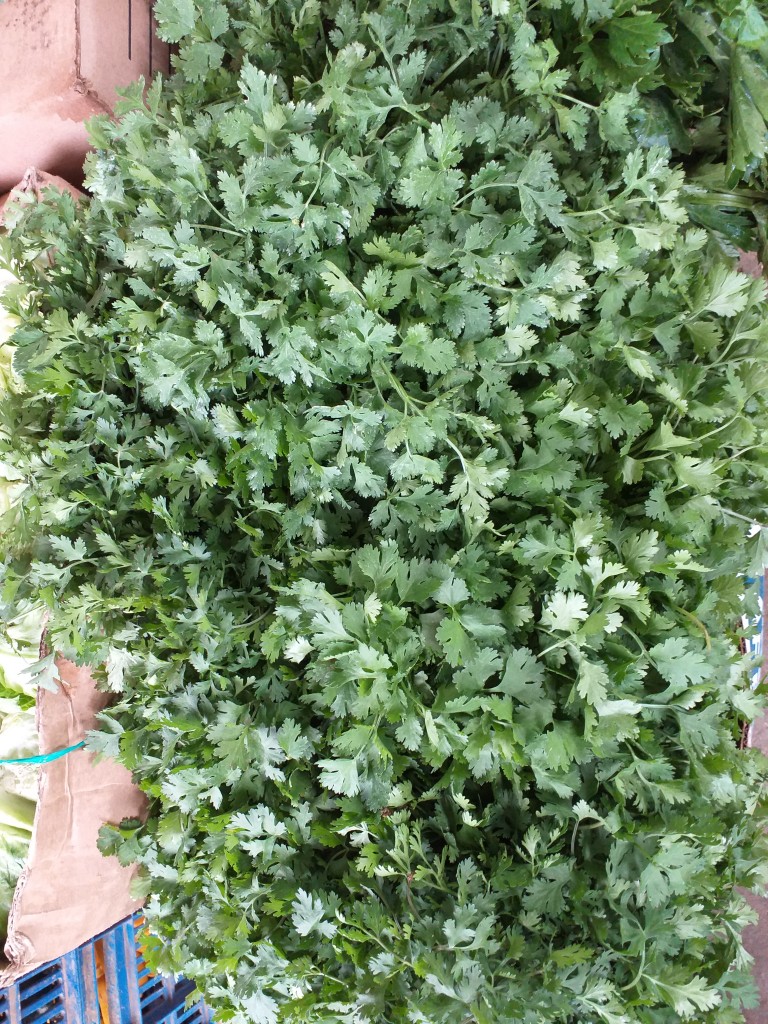 Cilantro