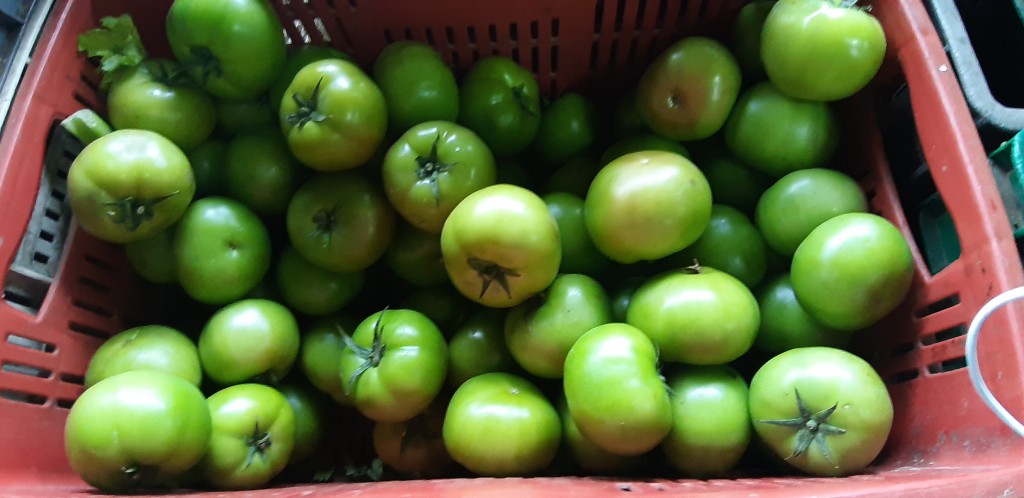 Tomate riñón