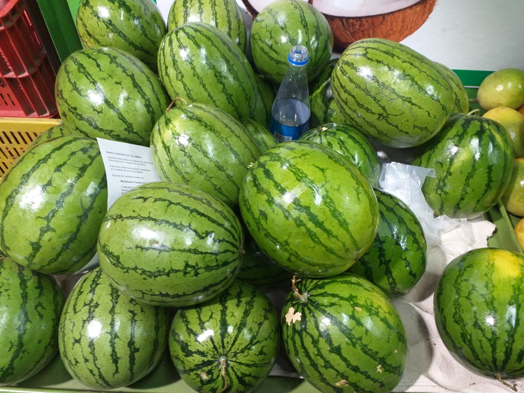 Sandia baby