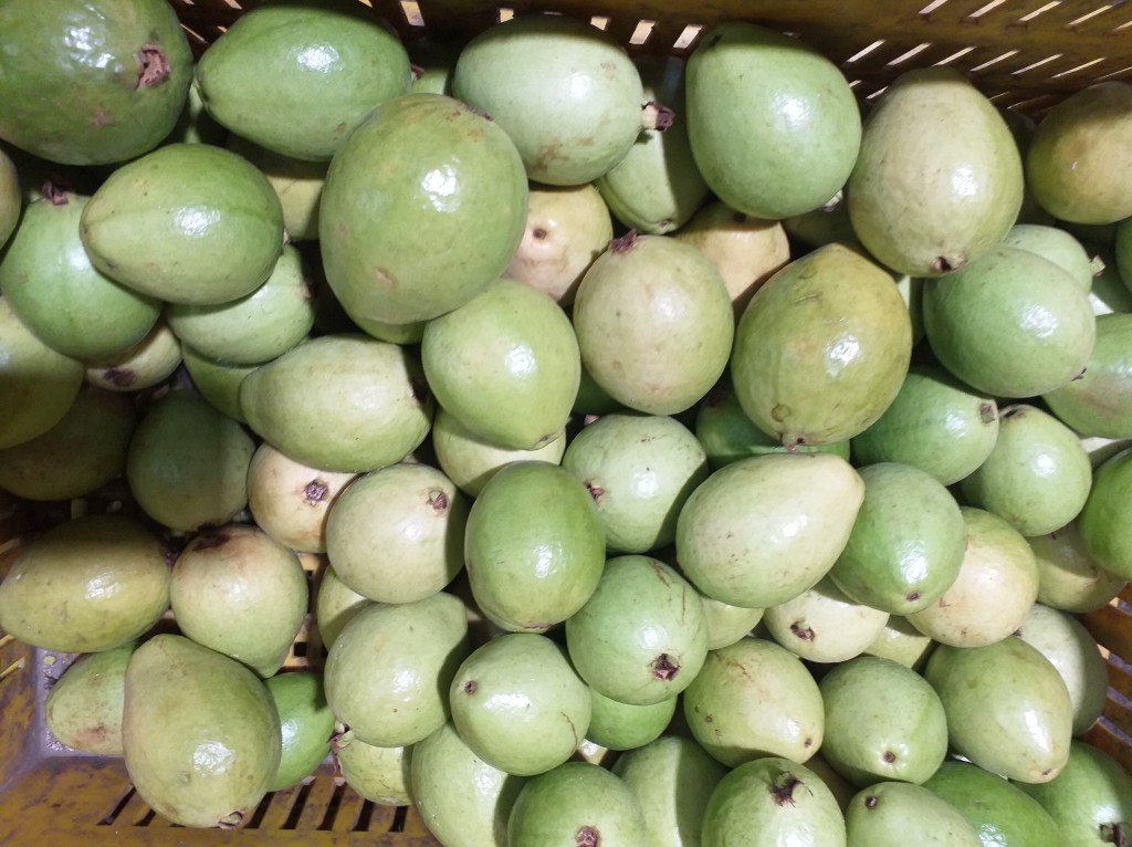 Guayaba extra