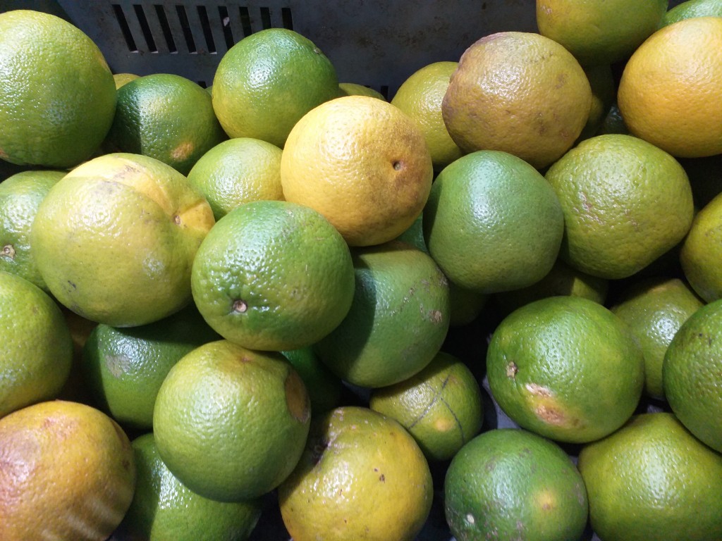Naranja Valencia