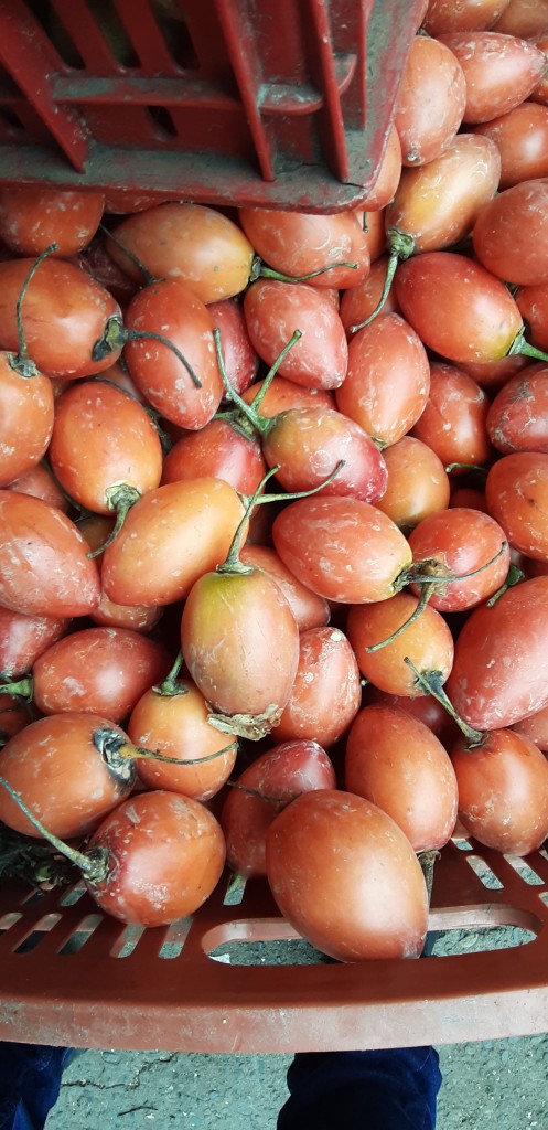 Tomate de árbol 1ra