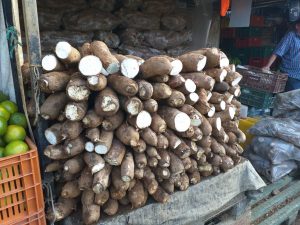 Yuca seleccionada