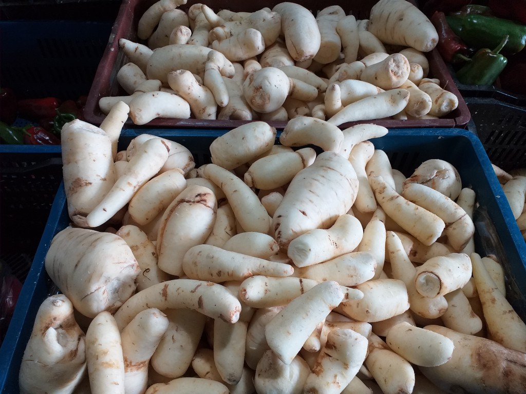 Arracacha seleccionada