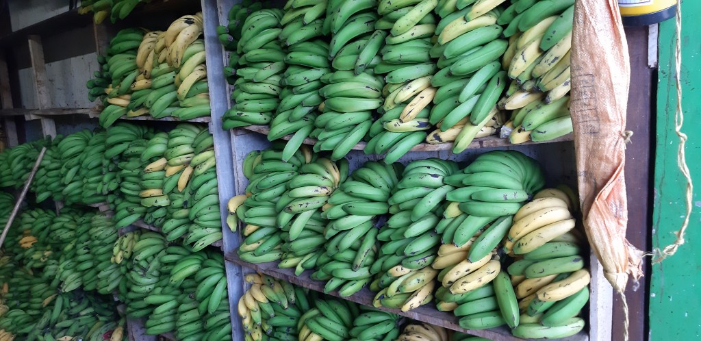 Banano criollo