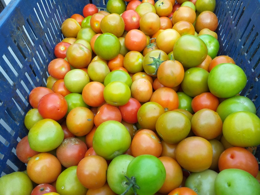Tomate semi