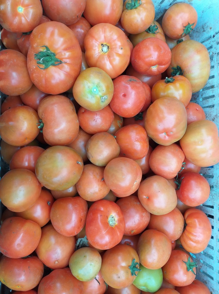 Tomate extra
