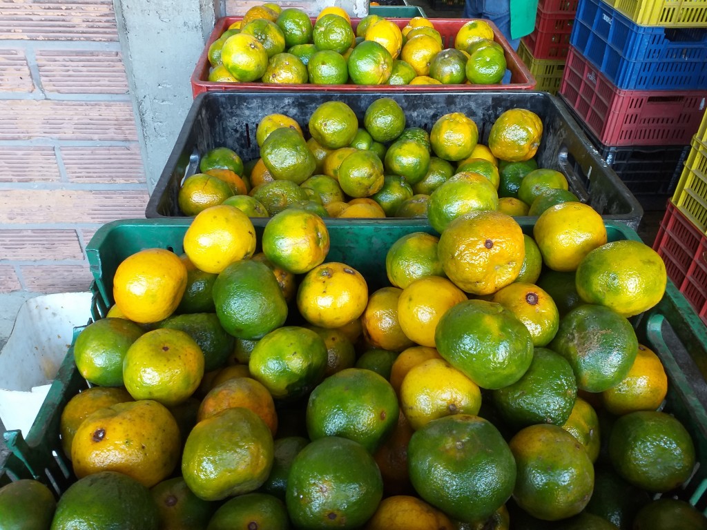 Mandarina Oneca