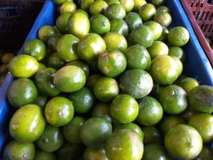 Limon tahiti