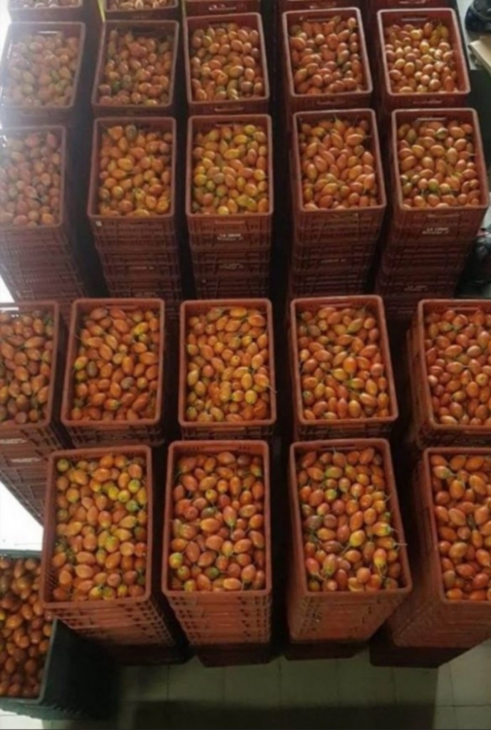 Tomate de árbol 1ra
