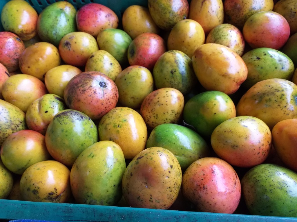 Mango criollo