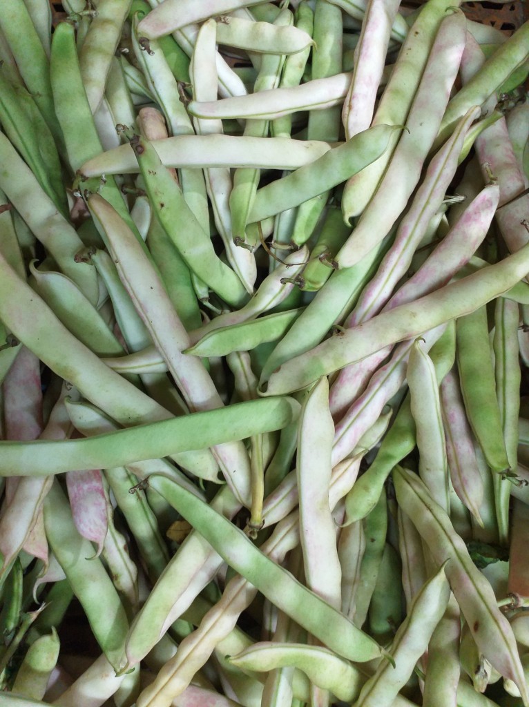Frijol verde en vaina