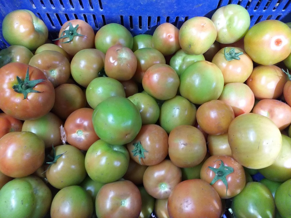 Tomate de primera