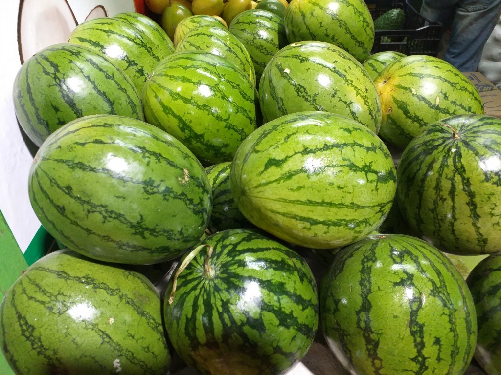 Sandia baby