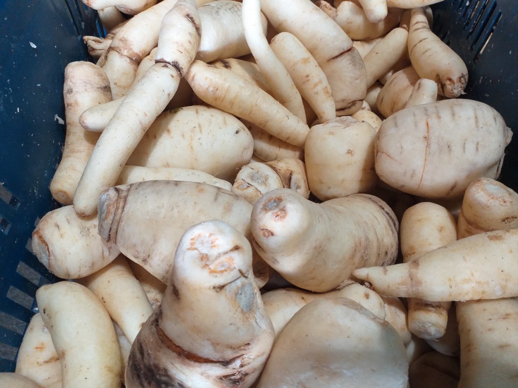 Arracacha seleccionada