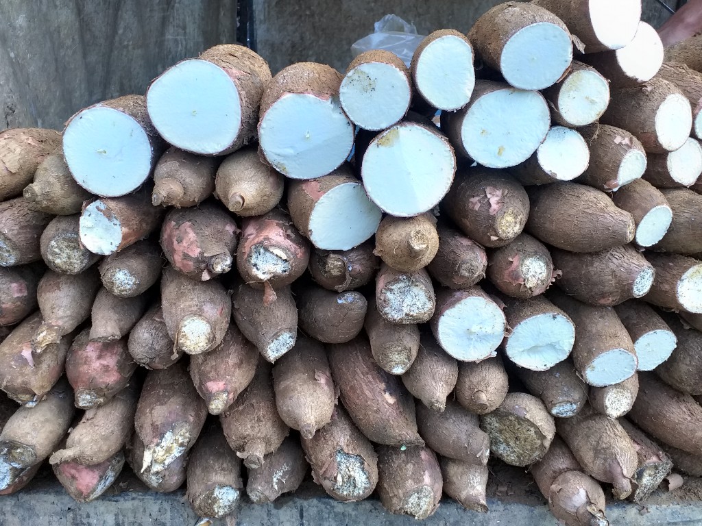 Yuca suelta seleccionada